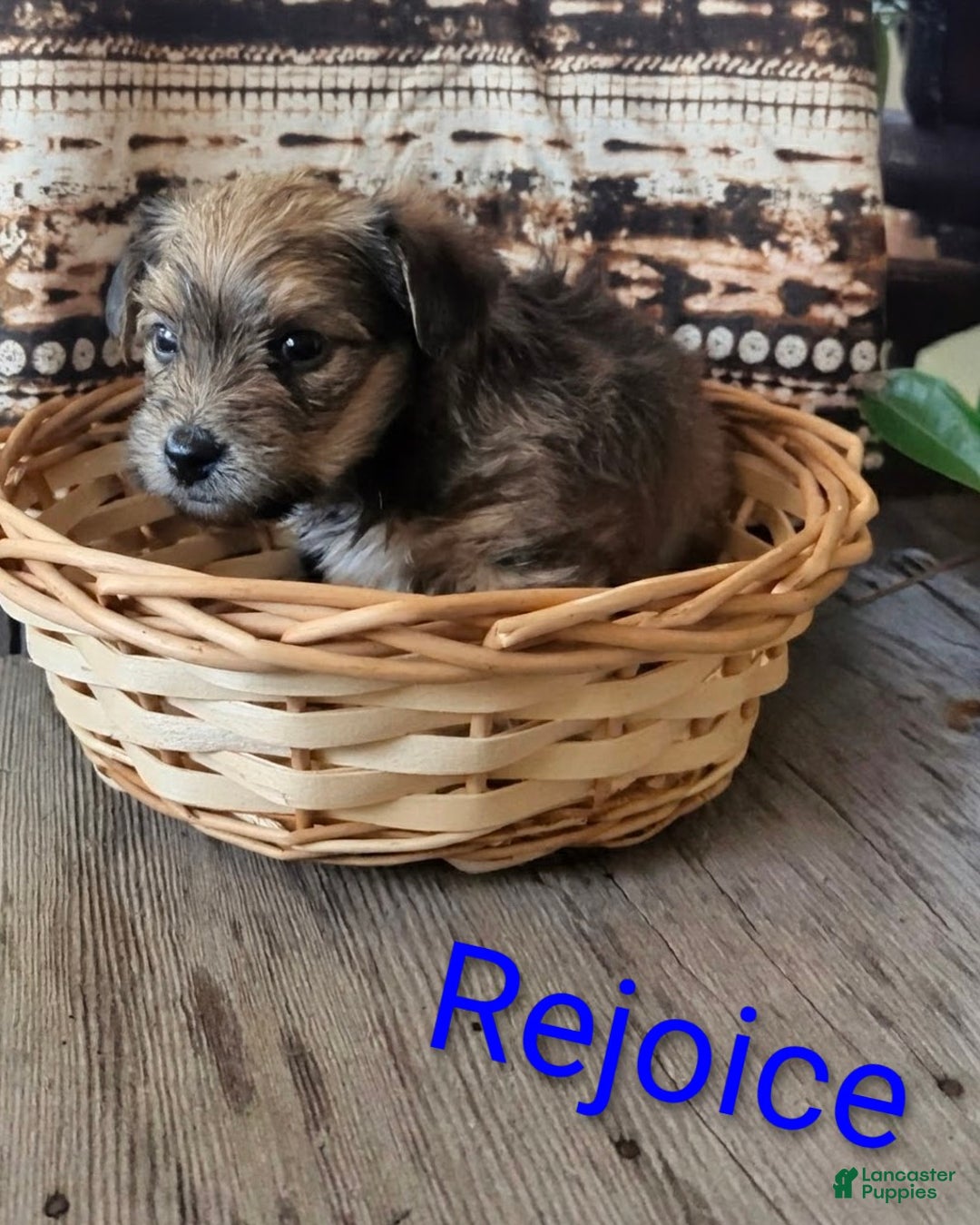 Yorkshire Terrier dogs for sale: Rejoice - Ad 5