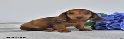 Miniature Dachshund dogs for sale: Tuck - Ad 3