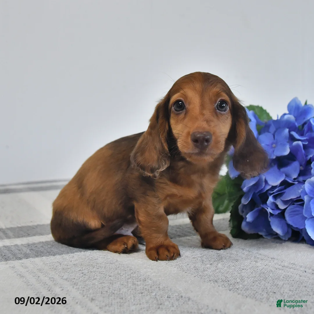 Miniature Dachshund dogs for sale: Tuck - Ad 3
