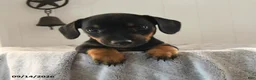 Mixed Breed dogs for sale: Shyla - Ad 1