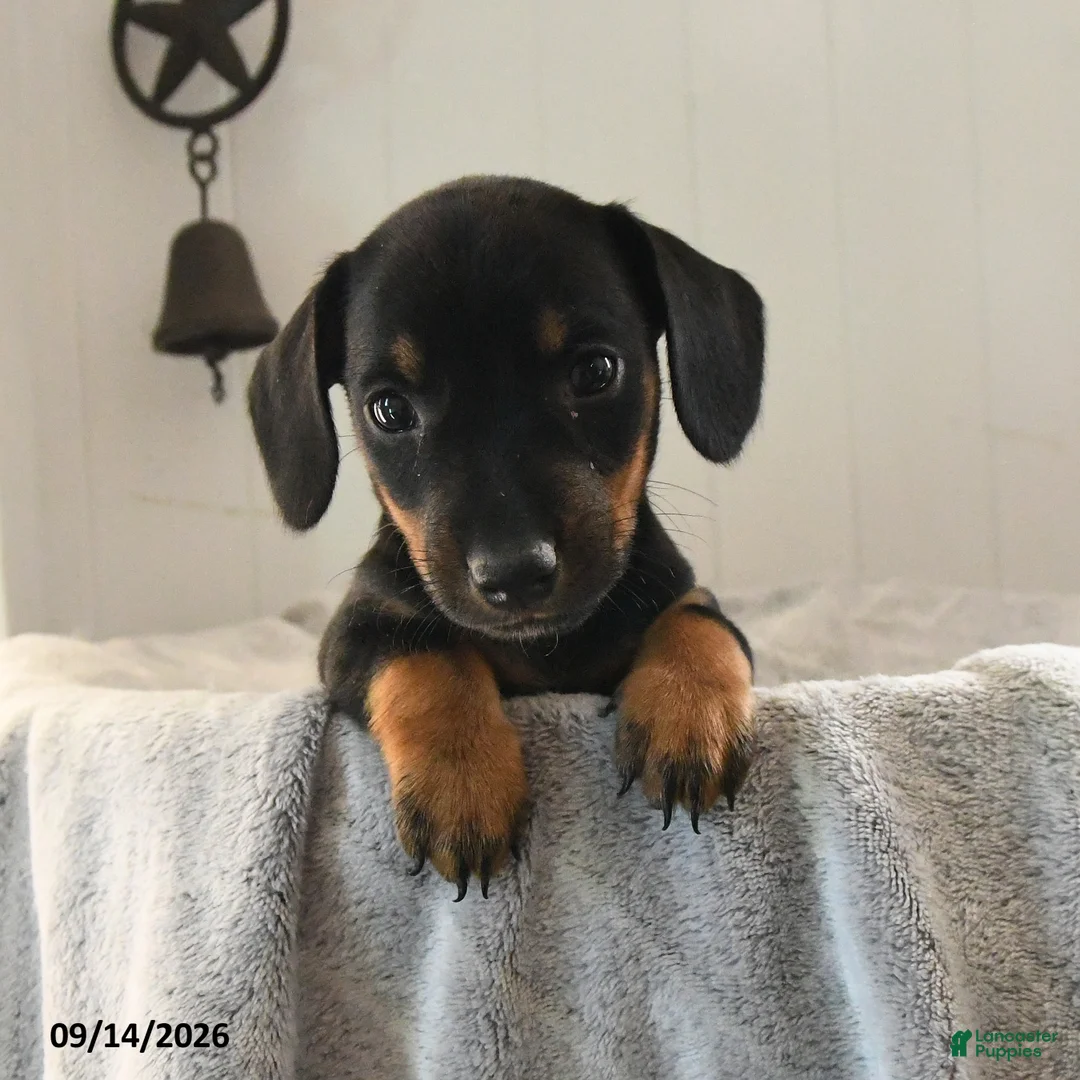 Mixed Breed dogs for sale: Shyla - Ad 1