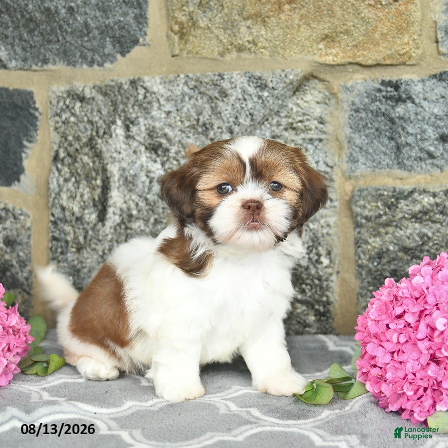 Shih Tzu dogs Hazel  - Ad 2