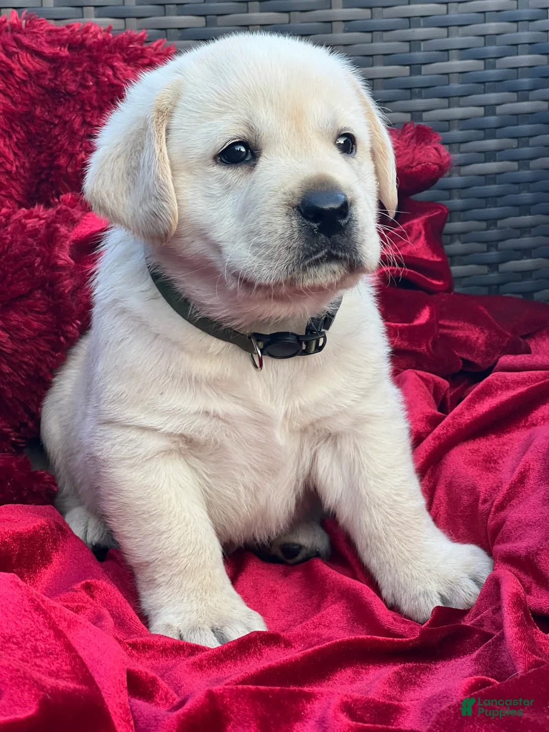 Labrador Retriever dogs for sale: Yellow Boy - Ad 2