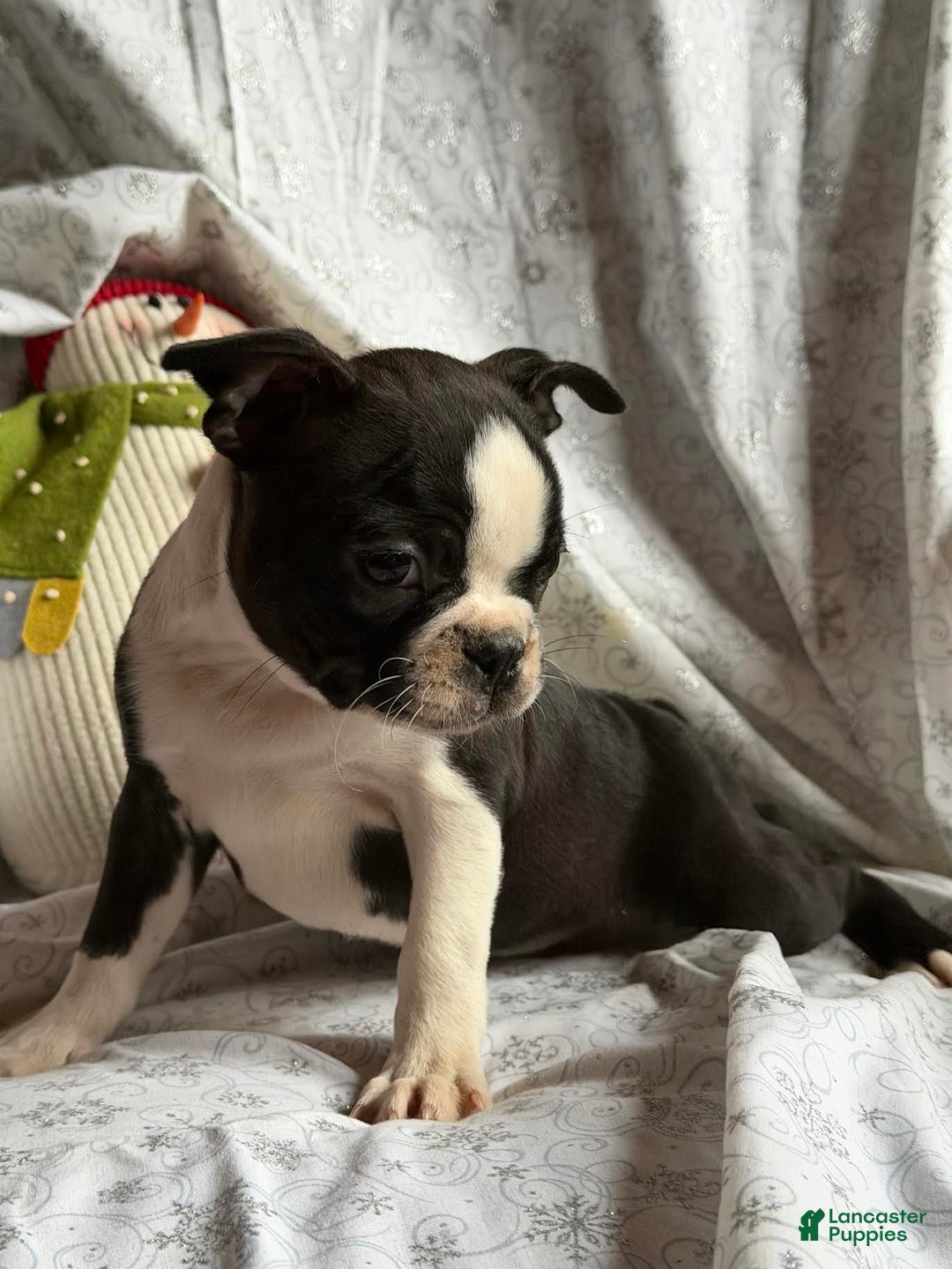 Boston Terrier dogs for sale: Mable - Ad 2