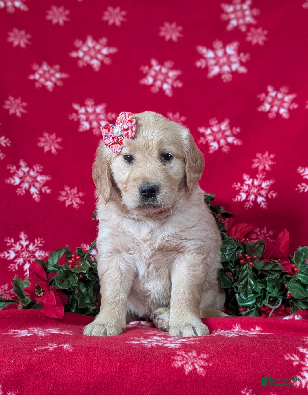 Golden Retriever dogs for sale: Cassie - Ad 2