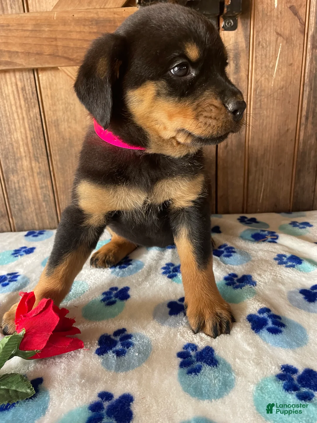 Rottweiler dogs for sale: Twinkle - Ad 4