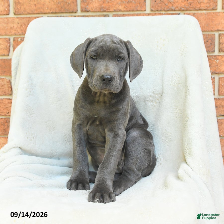 Cane Corso dogs Bluebell - Ad 1