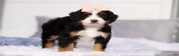 Mini Bernedoodle dogs for sale: Scarlett - Ad 4