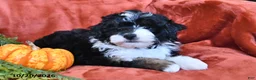 Aussiedoodle dogs for sale: Adam  - Ad 3