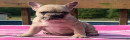 French Bulldog dogs for sale: Puppy 1 - Ad 2