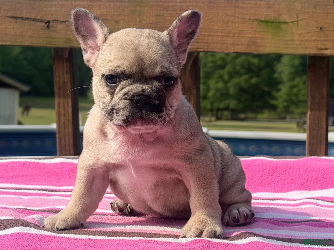 French Bulldog dogs for sale: Puppy 1 - Ad 2