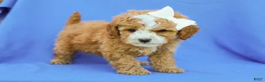 Ira F1B Cavapoo Pup