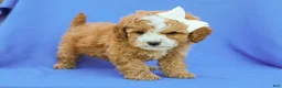 Cavapoo dogs for sale: Ira F1B Cavapoo Pup - Ad 3