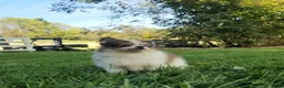 Pomeranian dogs for sale: Mojo - Ad 3