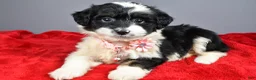 Mini Aussiedoodle dogs for sale: Weden  - Ad 10