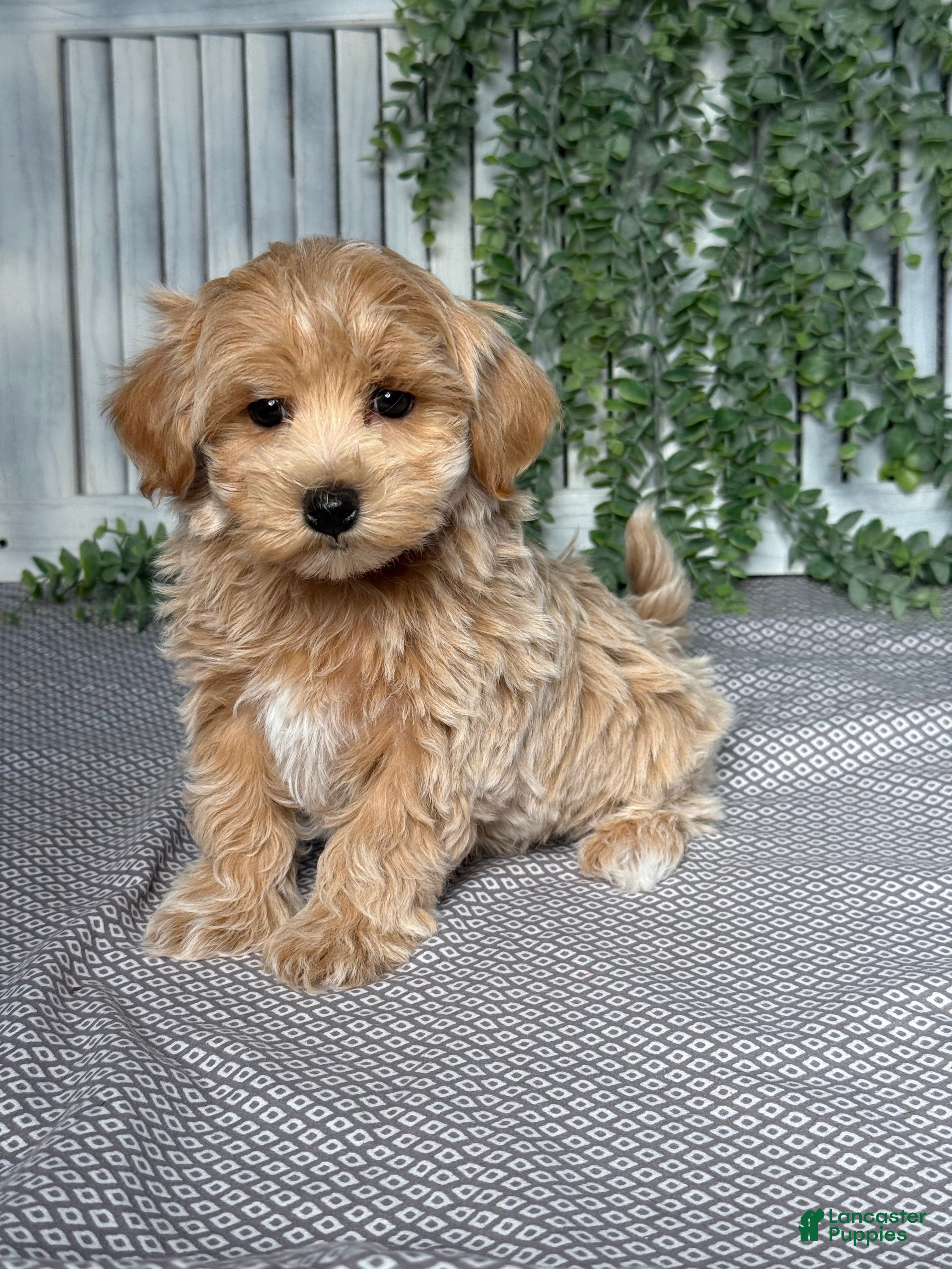 Maltipoo dogs Rocky - Ad 2