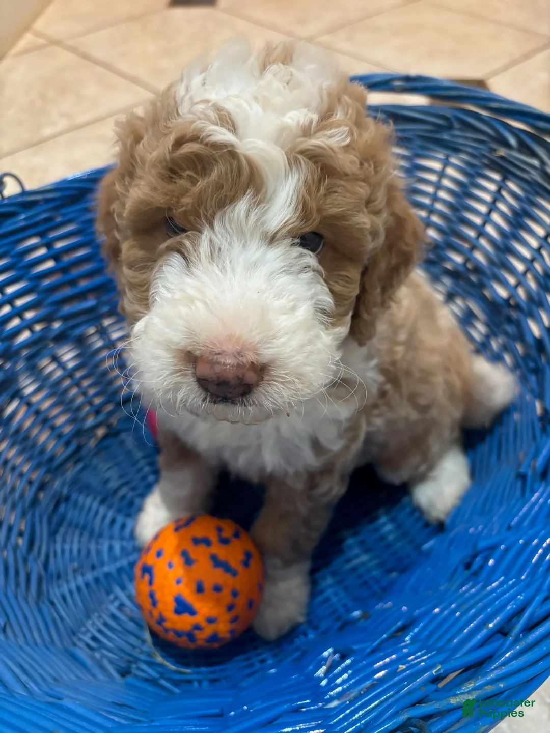 Mini Bernedoodle dogs for sale: Clover - Ad 1