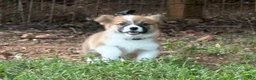 Welsh Corgi Pembroke dogs for sale: Full AKC - Ad 5