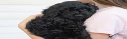 Goldendoodle dogs for sale: Daisy - Ad 5
