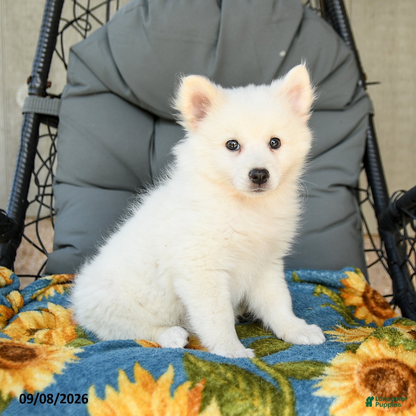American Eskimo dogs Finn - Ad 1