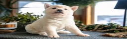 Shiba Inu dogs for sale: Biscuit - Ad 2