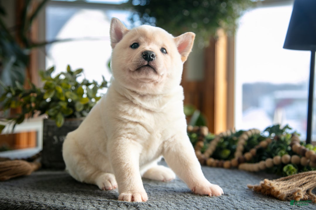 Shiba Inu dogs for sale: Biscuit - Ad 2