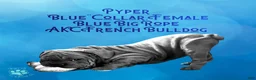 French Bulldog dogs for sale: Pyper “Blue”Collar, Female - Ad 15