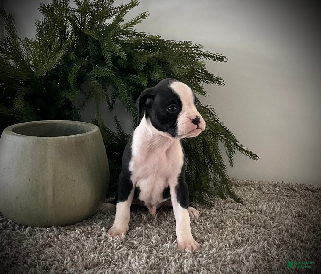 Boxer dogs for sale: Benji  - Ad 3