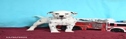 Dalmatian dogs for sale: Ollie - Ad 2