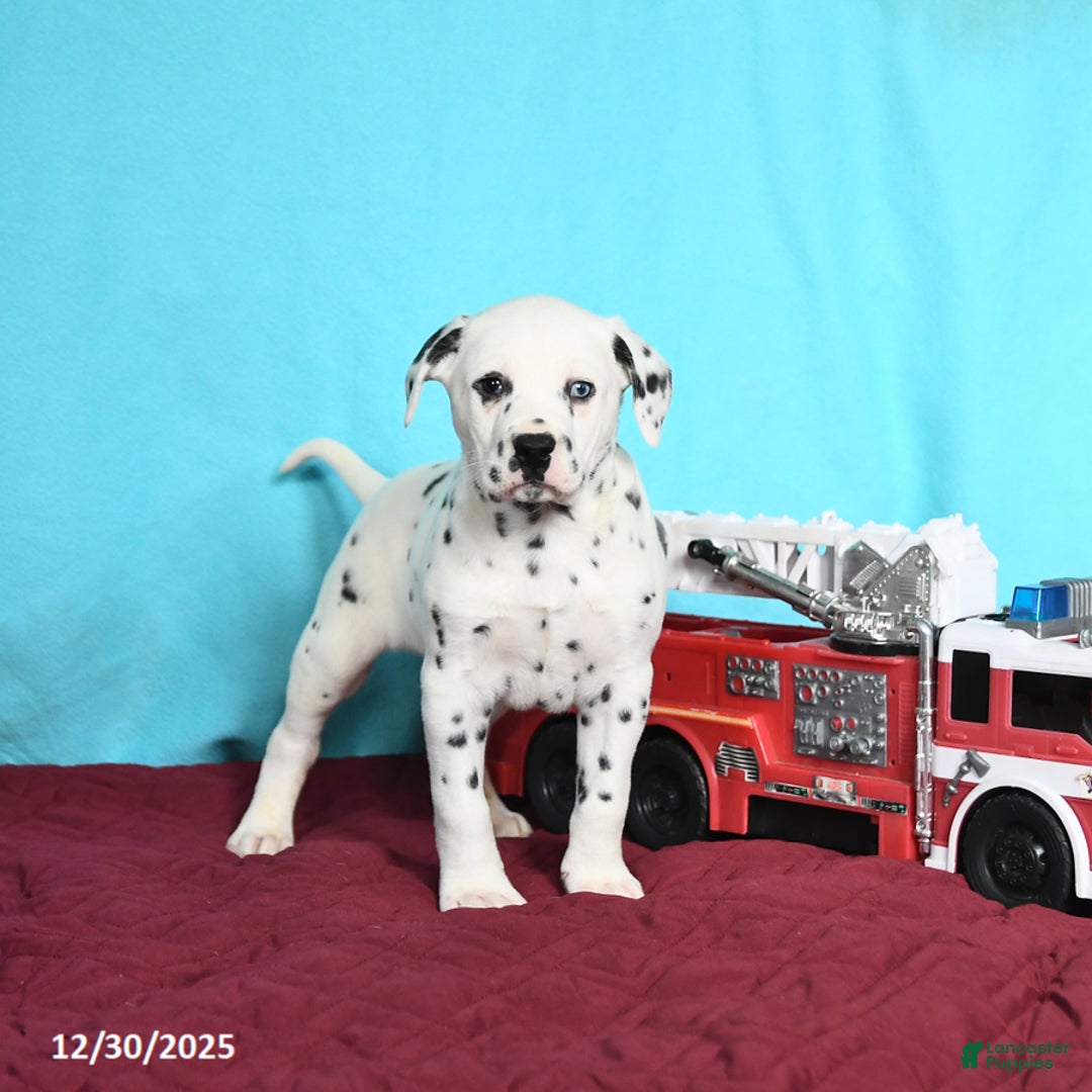Dalmatian dogs for sale: Ollie - Ad 2