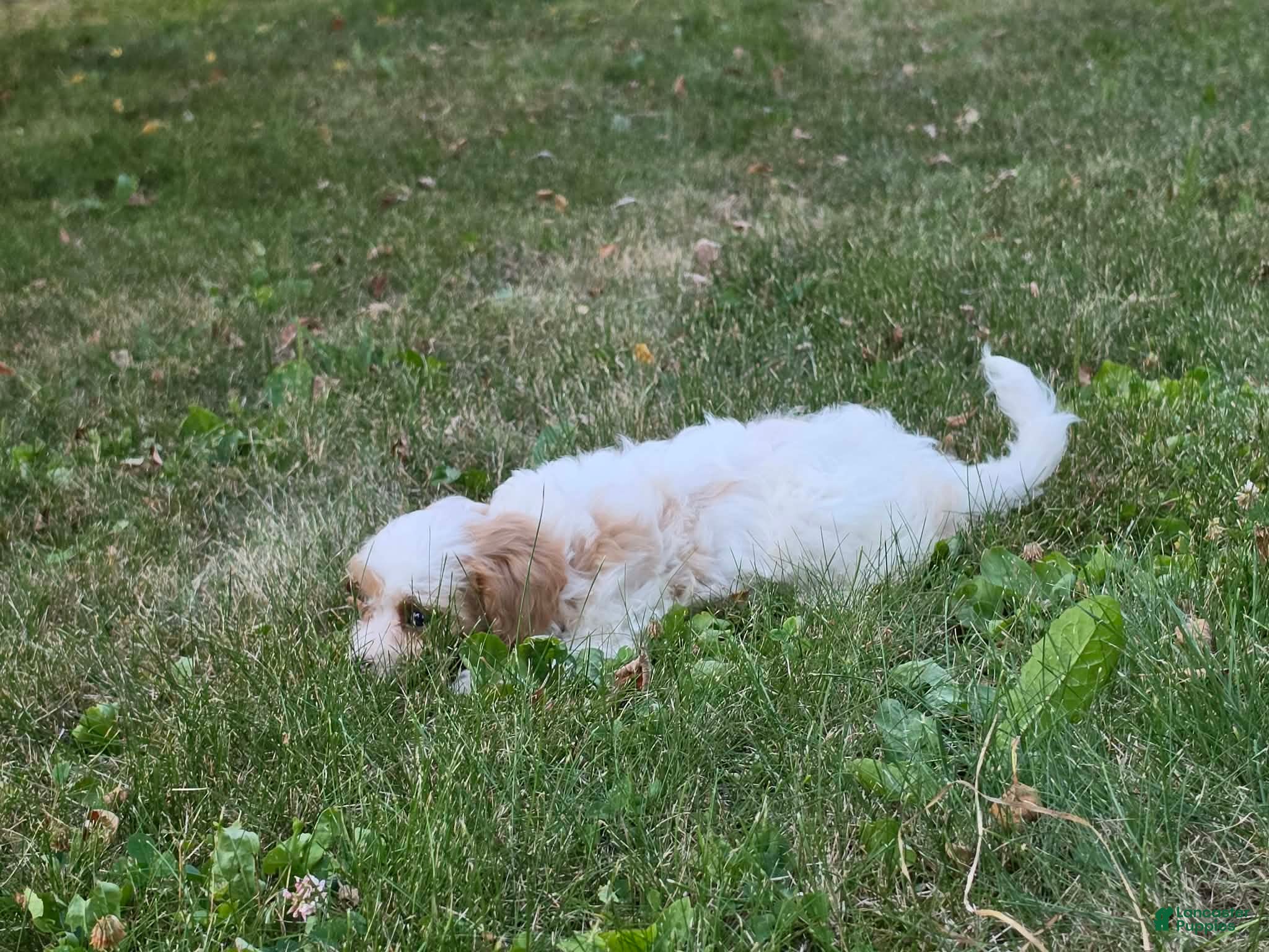 Cavapoo dogs Clove  - Ad 2