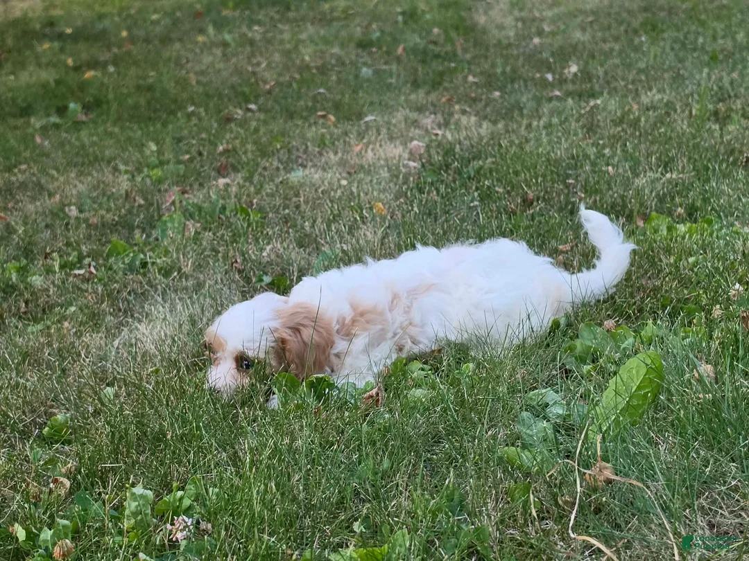 Cavapoo dogs for sale: Clove  - Ad 2
