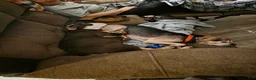English Bulldog dogs for sale: Rubble  - Ad 7