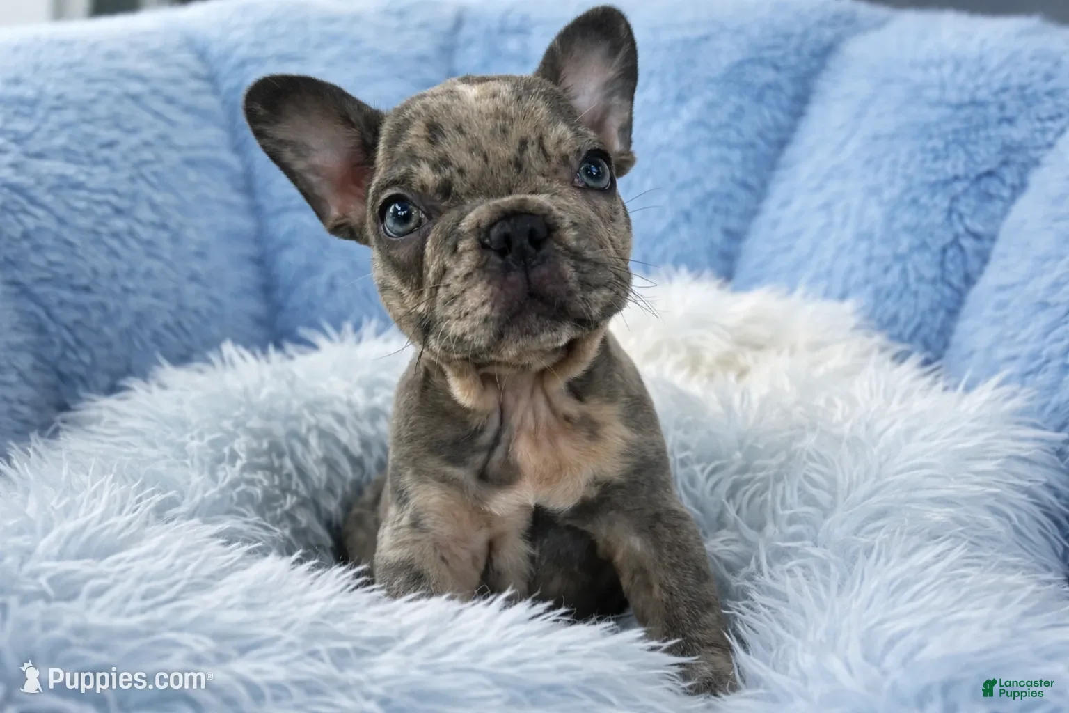 French Bulldog dogs Cookie - Ad 22