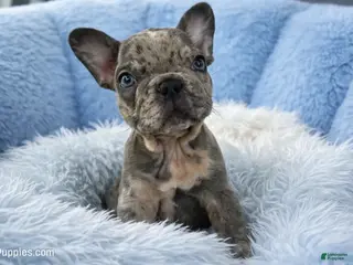 French Bulldog dogs Cookie - Ad 40