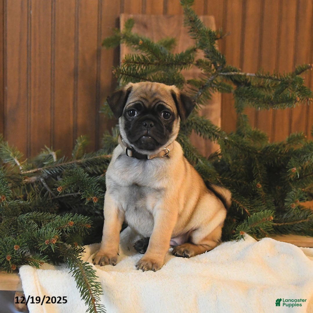 Mixed Breed dogs for sale: Timber - Ad 1