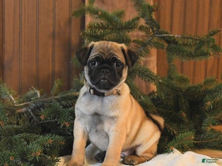 Mixed Breed dogs Timber - Ad 21