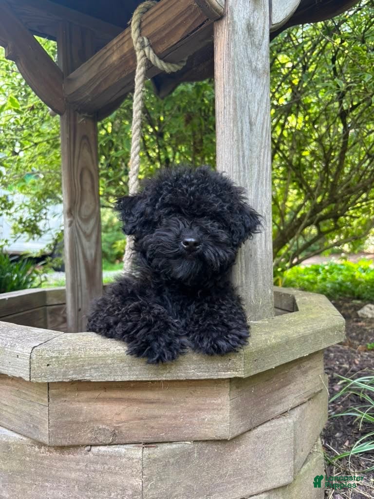 Miniature Poodle dogs Shanea - Ad 1
