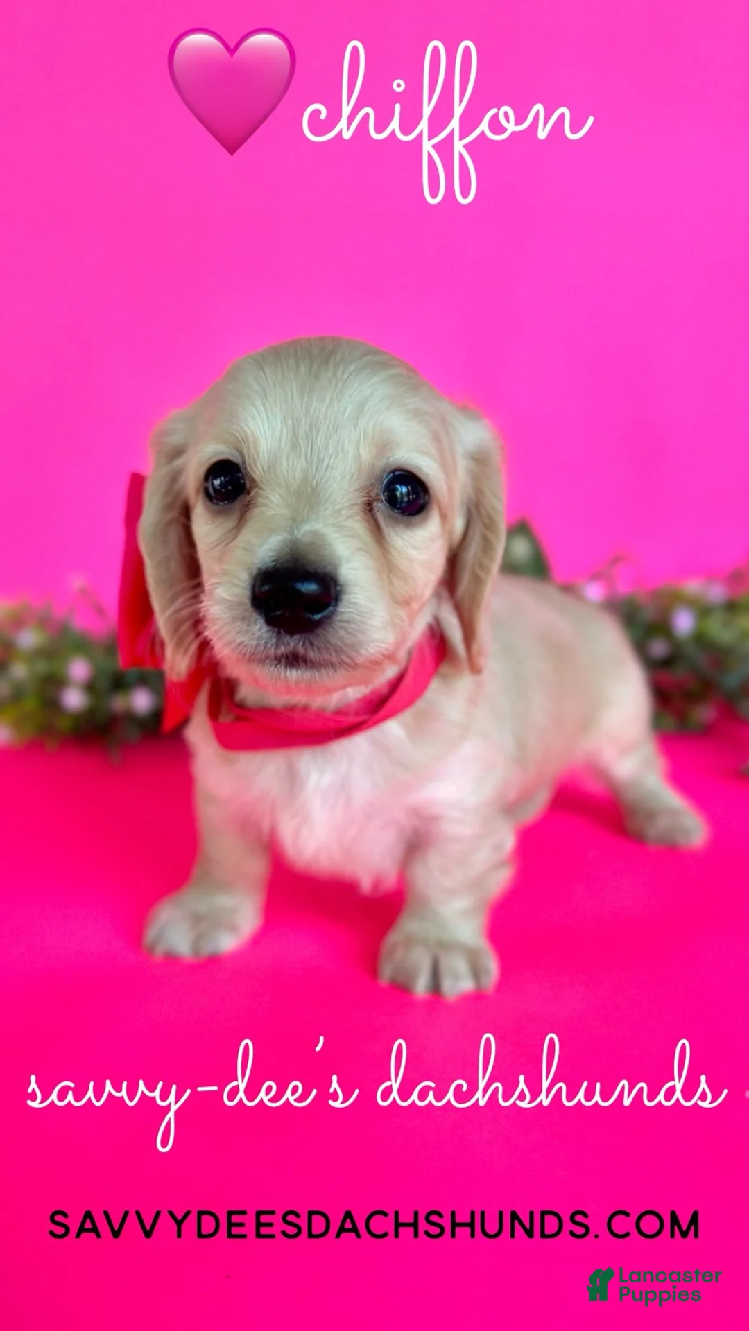 Dachshund dogs for sale: Girl - Ad 2