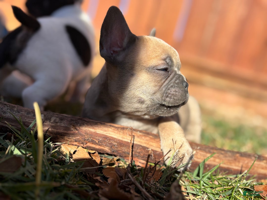 French Bulldog dogs for sale: Rosalita - Ad 2