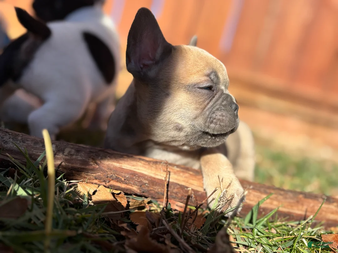 French Bulldog dogs for sale: Rosalita - Ad 15