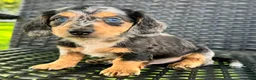 Dachshund dogs for sale: Dominic - Ad 3