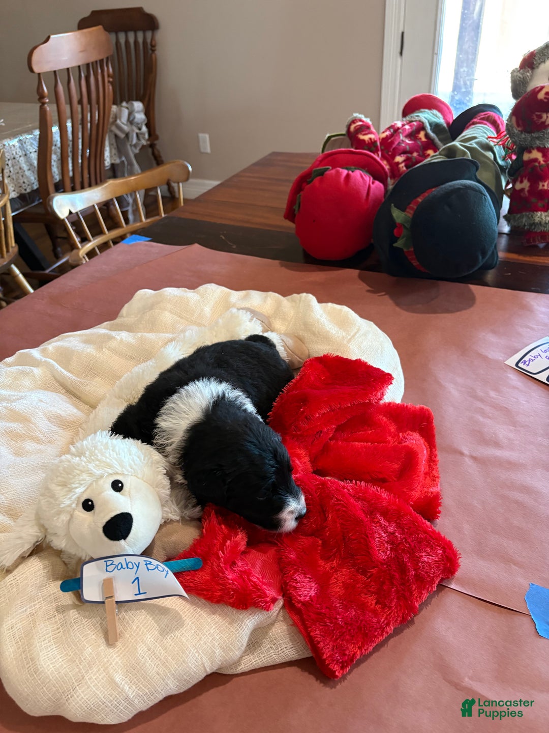 Mixed Breed dogs for sale: Male # 1 English Shepherd Doodle   - Ad 4