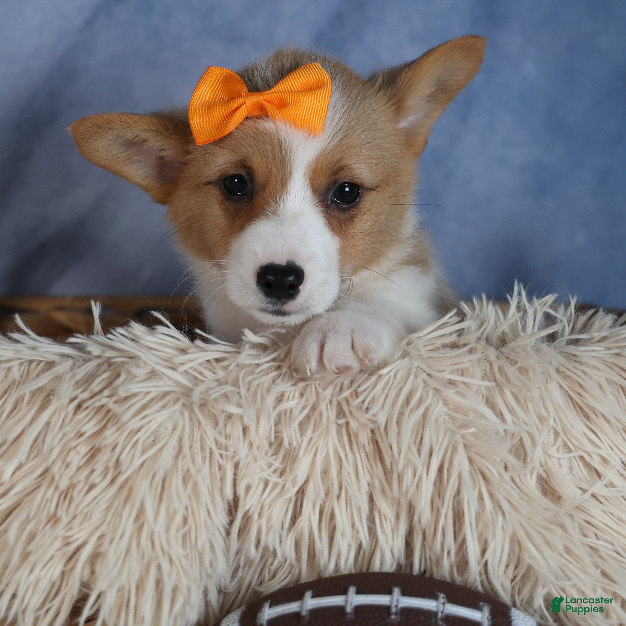 Welsh Corgi Pembroke dogs Duke - Ad 19