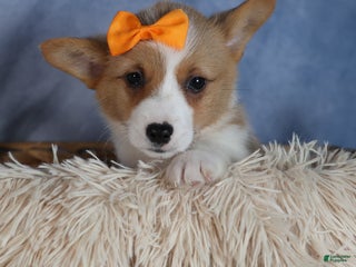 Welsh Corgi Pembroke dogs Duke - Ad 25