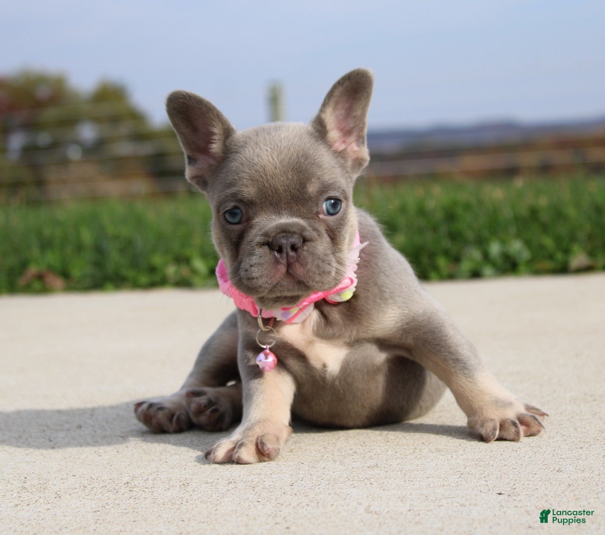 French Bulldog dogs for sale: Bonnie - Ad 2