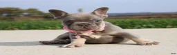French Bulldog dogs for sale: Bonnie - Ad 2