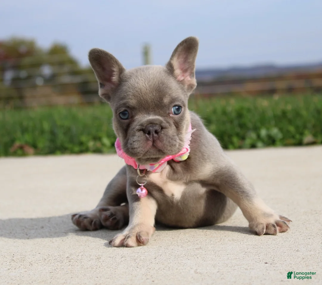 French Bulldog dogs for sale: Bonnie - Ad 2