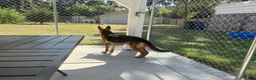 German Shepherd dogs for sale: Jemma  - Ad 7