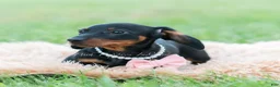 Miniature Dachshund dogs for sale: fifi - Ad 7